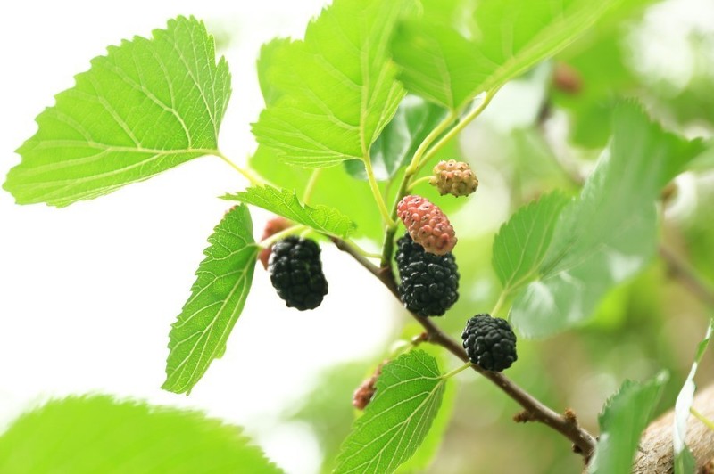 Blood Sugar Support Mulberry Leaf Powder 50g Pure Kuwa no Ha Tea Matcha Mixer gallery