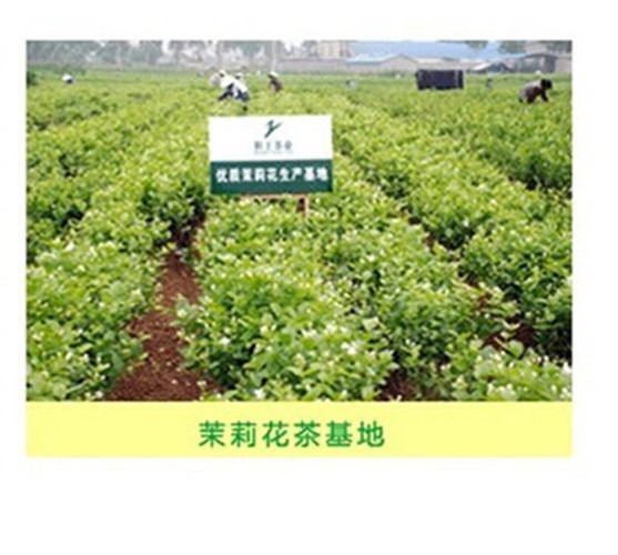 Jasmine Flower Tea Early Spring Organic Premium Blooming Herbal Tea 50g gallery