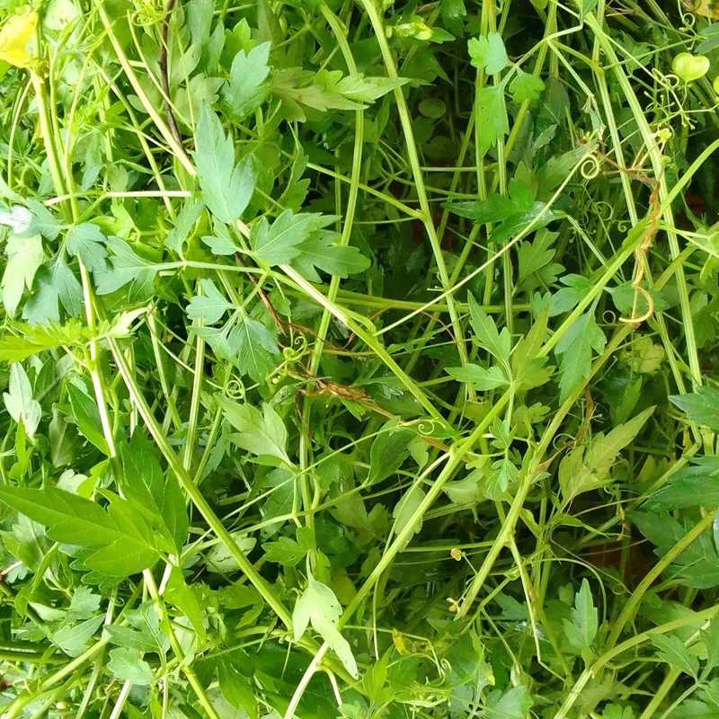 Dehydrated Balloon vine powder