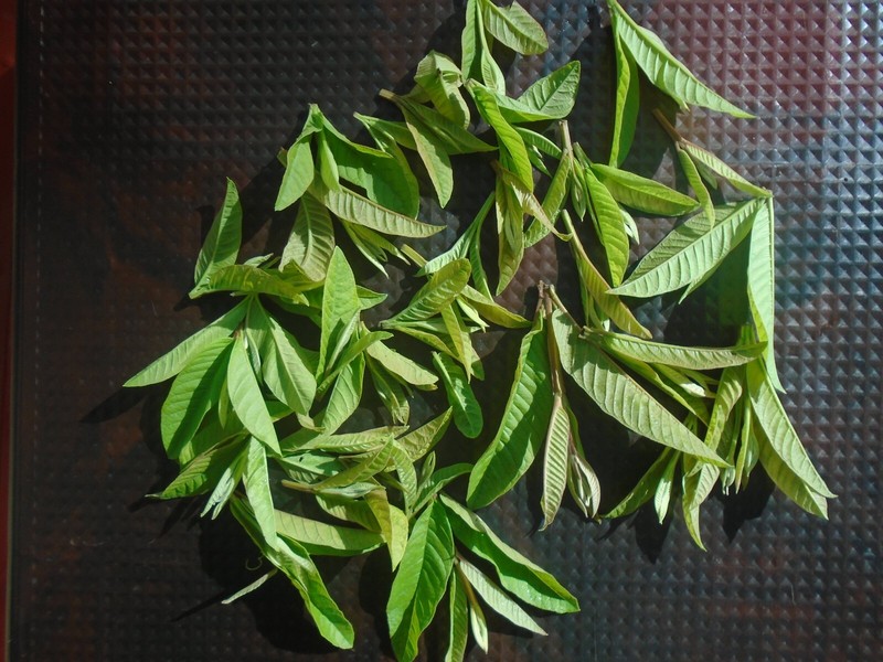 guava leaf tea bage 40g gallery