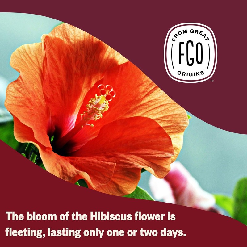 Organic Hibiscus Tea, 100 Count, EcoConscious Tea Bags, Caffeine Free, Packag... gallery