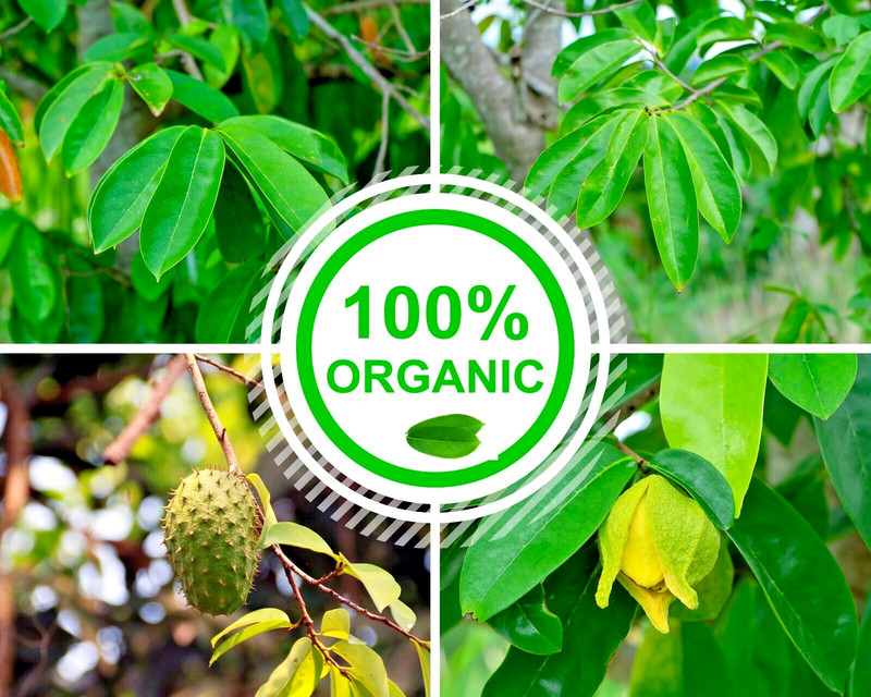 Ceylon Dried organic Soursop Leaves 100 OJAS DE GUANABANA GRAVIOLA 100% NATURAL