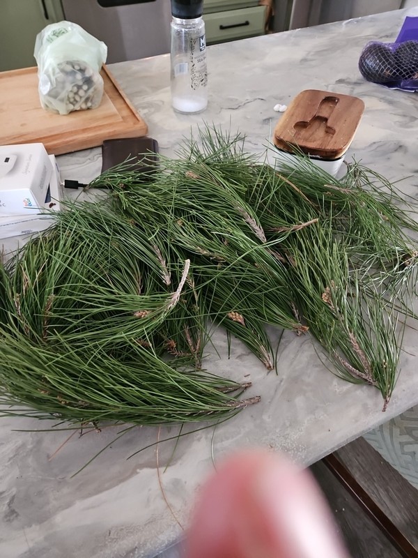Western White Pine Fresh Tips Picked For Uktimate Freshness 1.5 Lbs