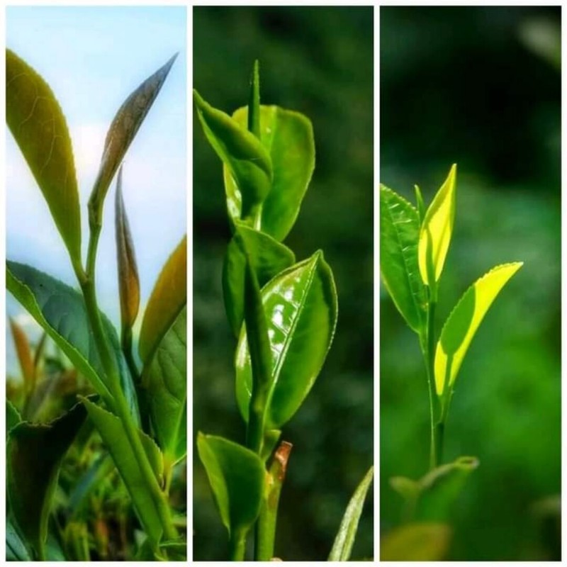 Ceylon Black Tea gallery