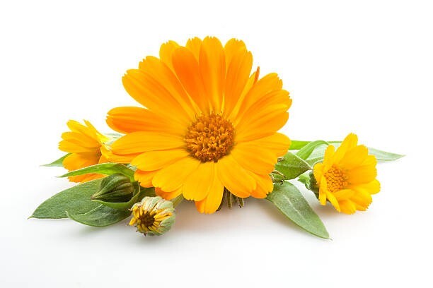 CALENDULA Tea 50gr