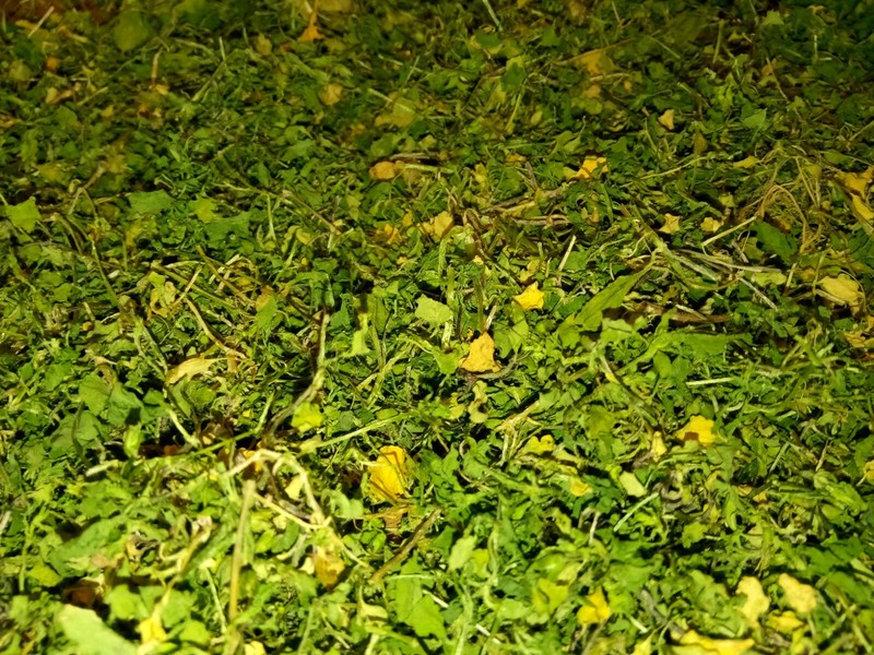 1 Cup Dried Common Chickweed For Tea or Salva.US grown. gallery