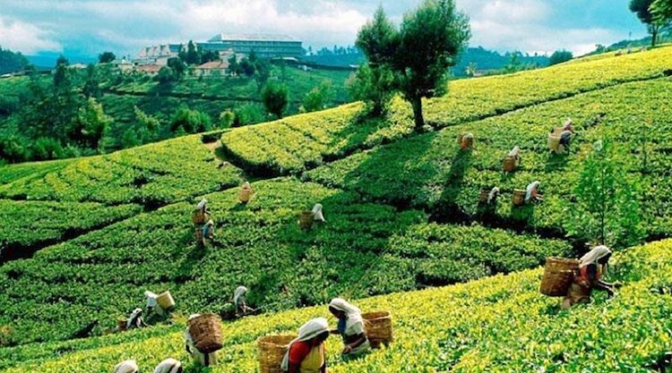 Black Tea Fresh Single Estate Ceylon Orange Pekoe OP - Loose Leaf Tea gallery