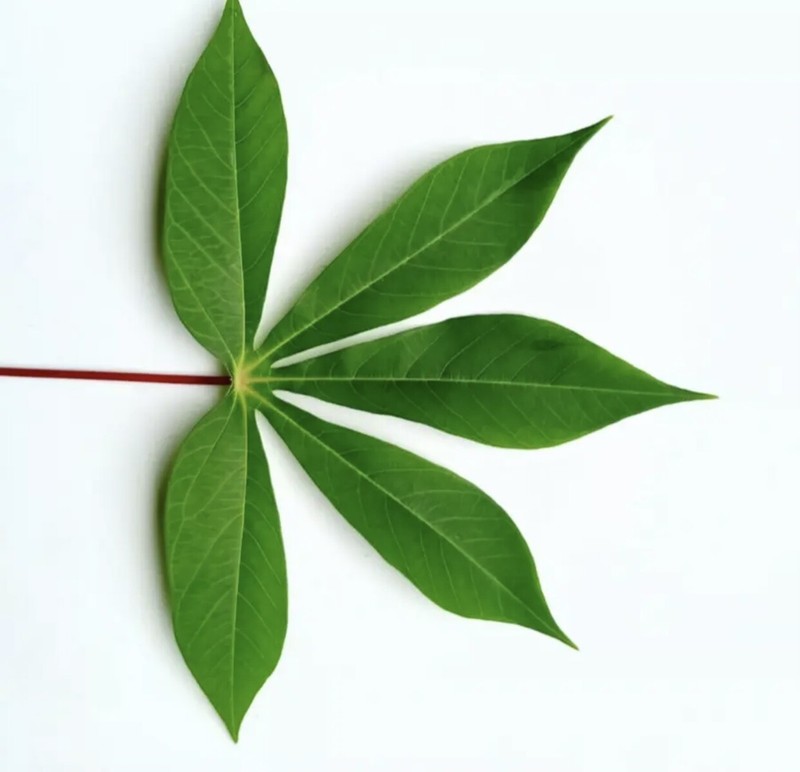 Ceylon Organic Manioc Cassava Dried Leaves Pure Premium Quality A Grade Tea