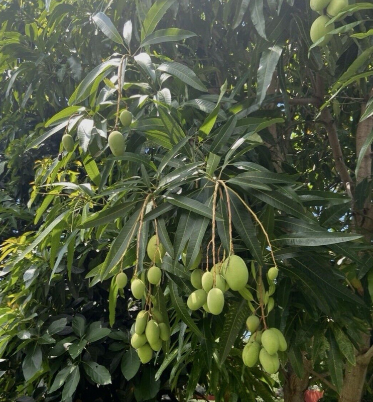 Fresh Mango Leaf For Herbal Tea 20 Leaves Home-grown No Pesticides FL USA