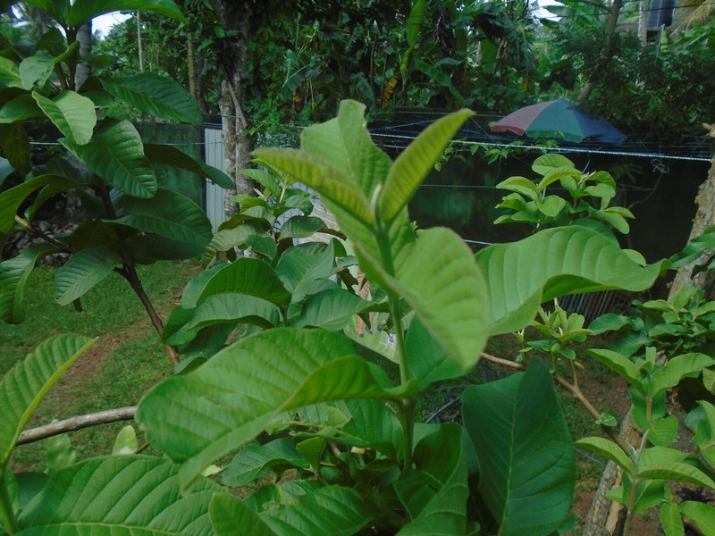 guava leaf tea bage 40g