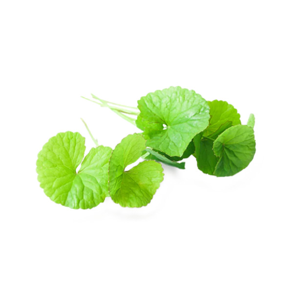 Organic Centella Asiatica Herbal Tea - 100% Pure Premium Quality! 25 - 125 Bag gallery