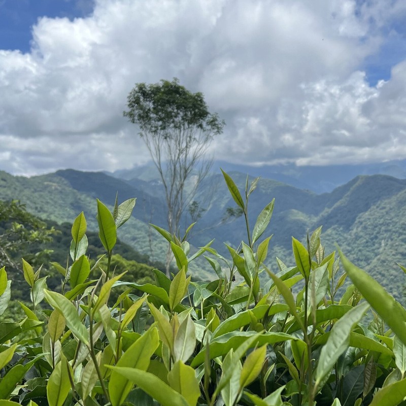 Taiwan unique tea,Taiwan indigenous wild tea,75g*4 gallery