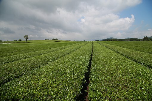 Sencha Green Loose Tea 1 lb