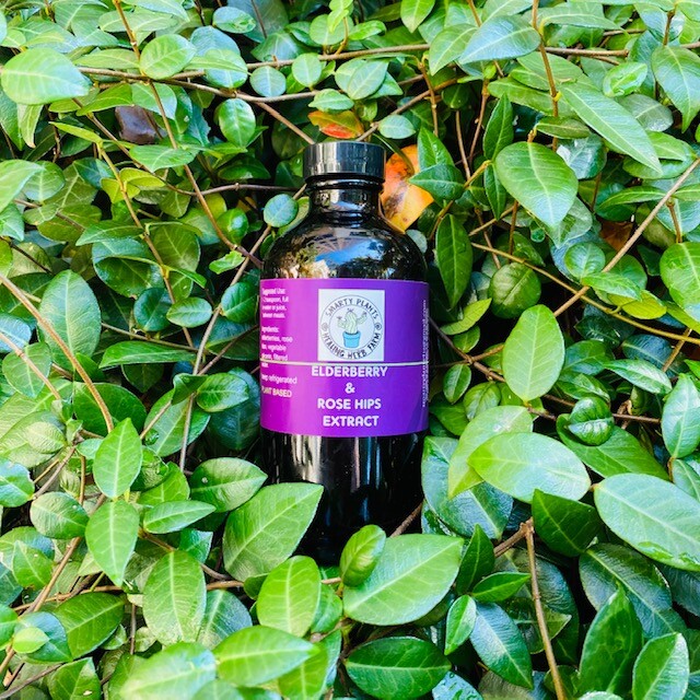 Organic Elderberry & Rosehip 8 oz. amber glass bottle Extract Tincture