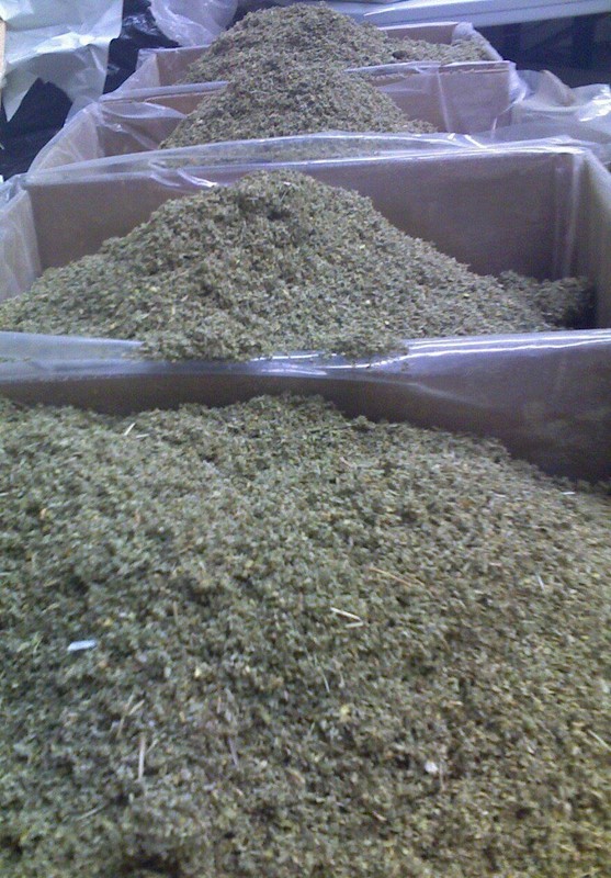 DAMIANA leaf ORGANIC aromatic herb! WHOLESALE 1 2 5 10 lb’s pounds free ship!