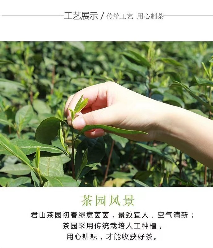 Spring Hunan Specialty Tea Junshan Wang Mingqian Green Tea Maojian 250g Bag gallery