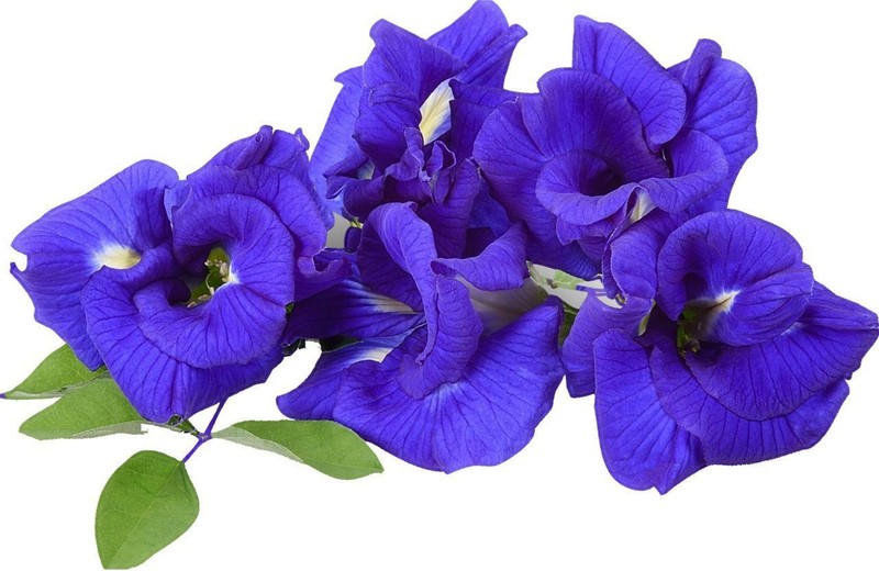 Number One ChaTraMue Hand Brand Jasmine Butterfly Pea Green Tea 5.29 Oz. (150 g) gallery