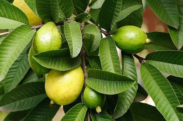Dried GUAVA LEAVES Powder Pure 100% Organic Fresh Green Anti diabetic Herbal tea