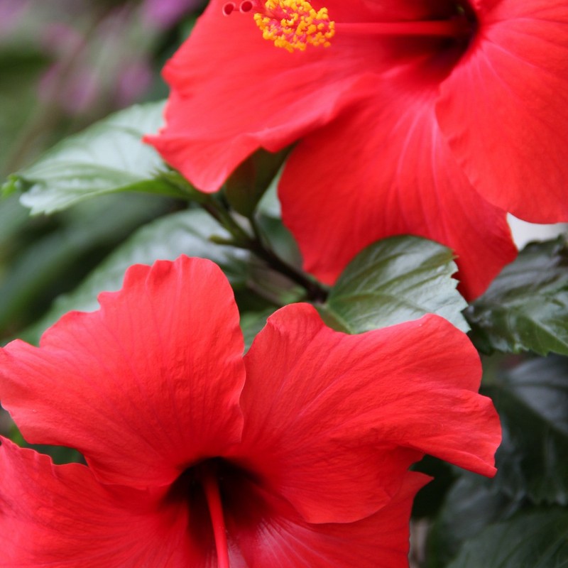 Hibiscus Flower Turmeric Root Herbal Tea 30Tea Bags, All Natural, Caffeine-Free gallery