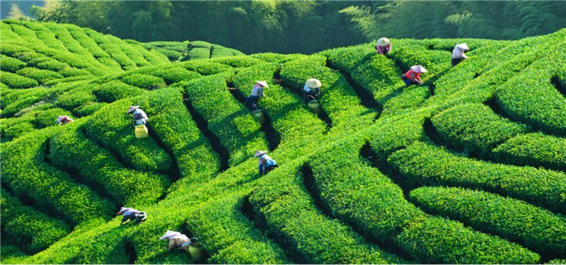 58 Series Black Tea 250g Premium Dian Hong Famous Yunnan Black Tea Dianhong TEA gallery