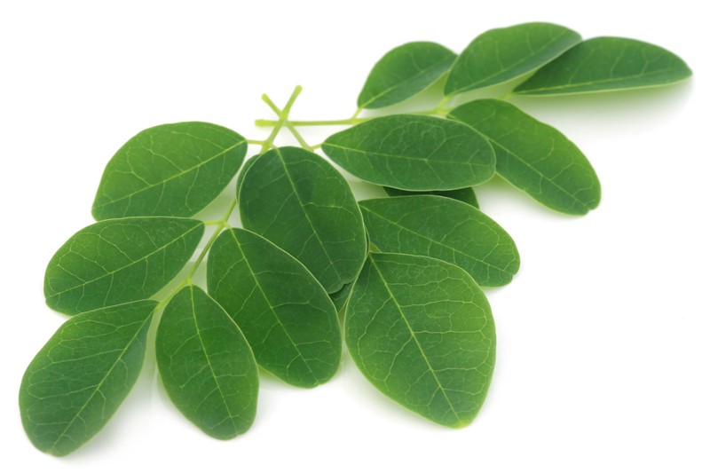 Moringa Peppermint Tea Bags 3-Pack (90) Caffeine-Free With Organic Moringa Leaf gallery