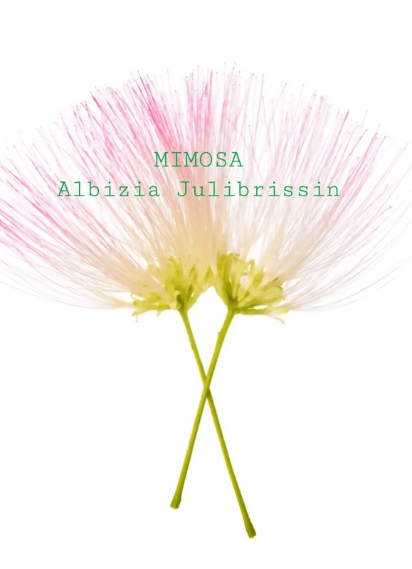 Mimosa Albizia Julibrissin Tea Silk Tree Dry Bloom Brewing Sleep Stress Organic gallery