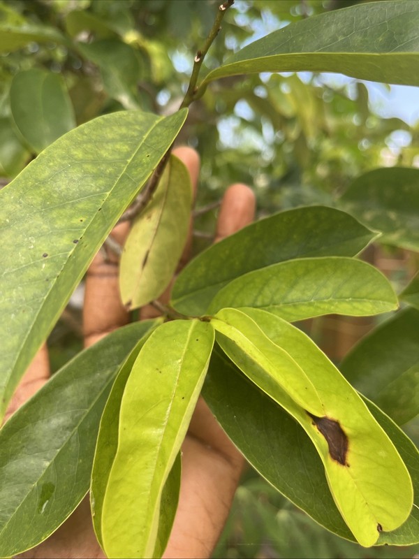 DRIED ORGANIC Soursop Leaves/Tender Tips Graviola Ojas De Guanabana 100% Natural