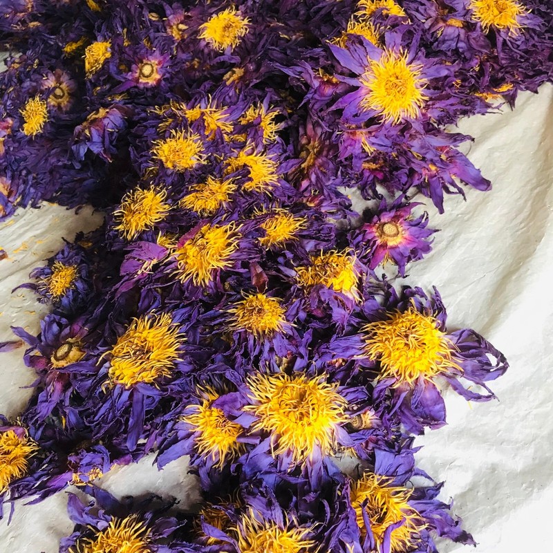 Ceylon Dried Blue Lotus Nymphaea Caerulea 100% Organic Herbal Hand Picked Flower gallery