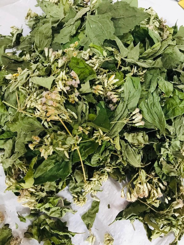Ceylon Calea Zacatechichi Mexican Dream Herb 100% Organic Pure Herbal Tea gallery