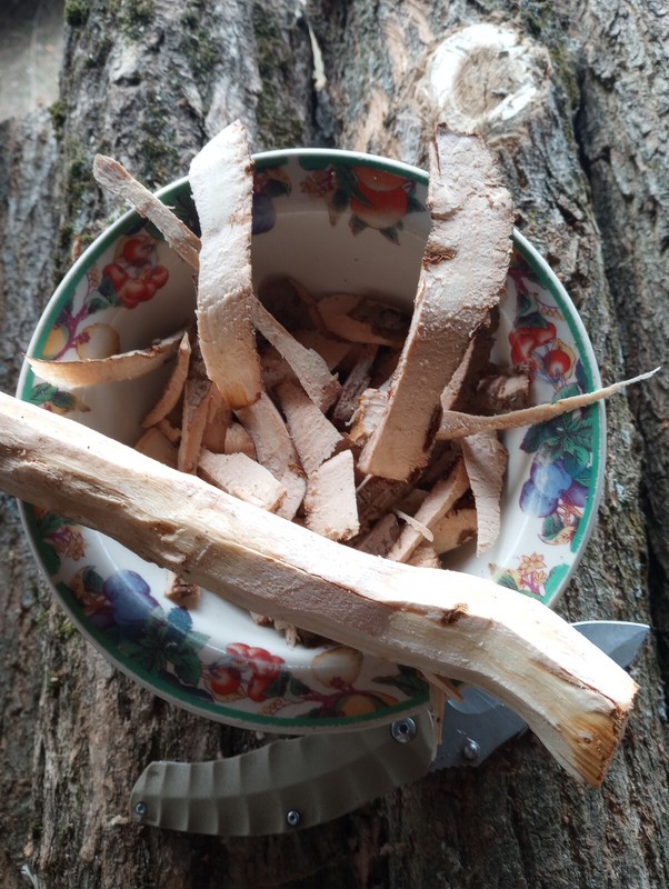 Sassafras Root, 7 POUNDS . Fresh dug