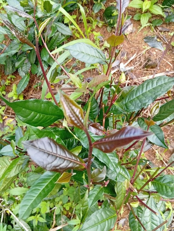 Best Ceylon Silver While Tea Dried Leaves 75 Handpicked Natural Strong & Quality gallery