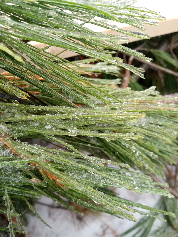 2oz Sample FRESH EASTERN WHITE PINE NEEDLES MAINE FOREST GROWN FOR TEA ORGANIC gallery