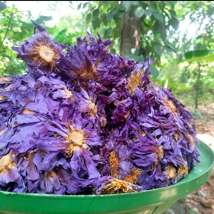 Dried Blue Lotus Flower Nymphaea Caerulea Natural Hand Picked Herbal Flowers gallery