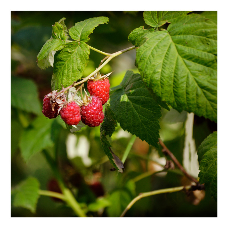 Red Raspberry Leaf | C/S Organic | Dried Cut and Sifted | Rubus Idaeus gallery