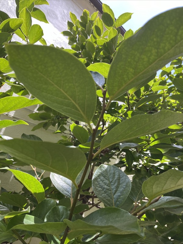 Anti Inflammatory 20 fresh Organic Persimmon leaves for tea. Large