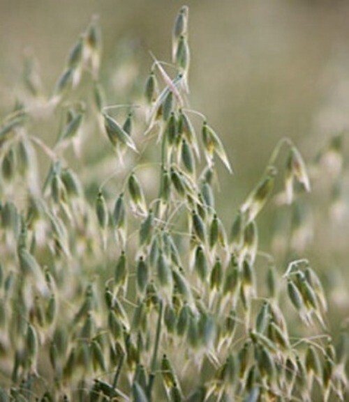 Organic Oat Straw gallery