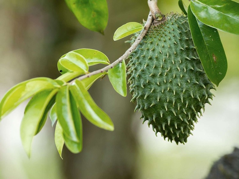 Gaviola tea - Immune System Booster - GRAVIOLA SOURSOP TEA K-CUPS - 2 Bxs gallery