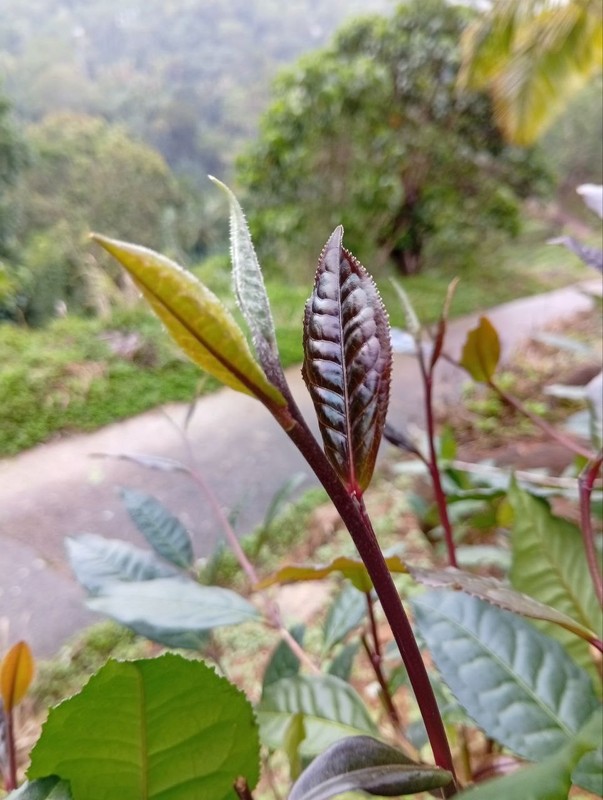 Best Ceylon Silver While Tea Dried Leaves 75 Handpicked Natural Strong & Quality