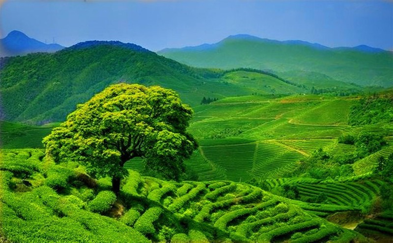 100g Ripe Pu-erh Tea Brick Aged Yunnan Compressed Dark Tea Smooth Flavor gallery