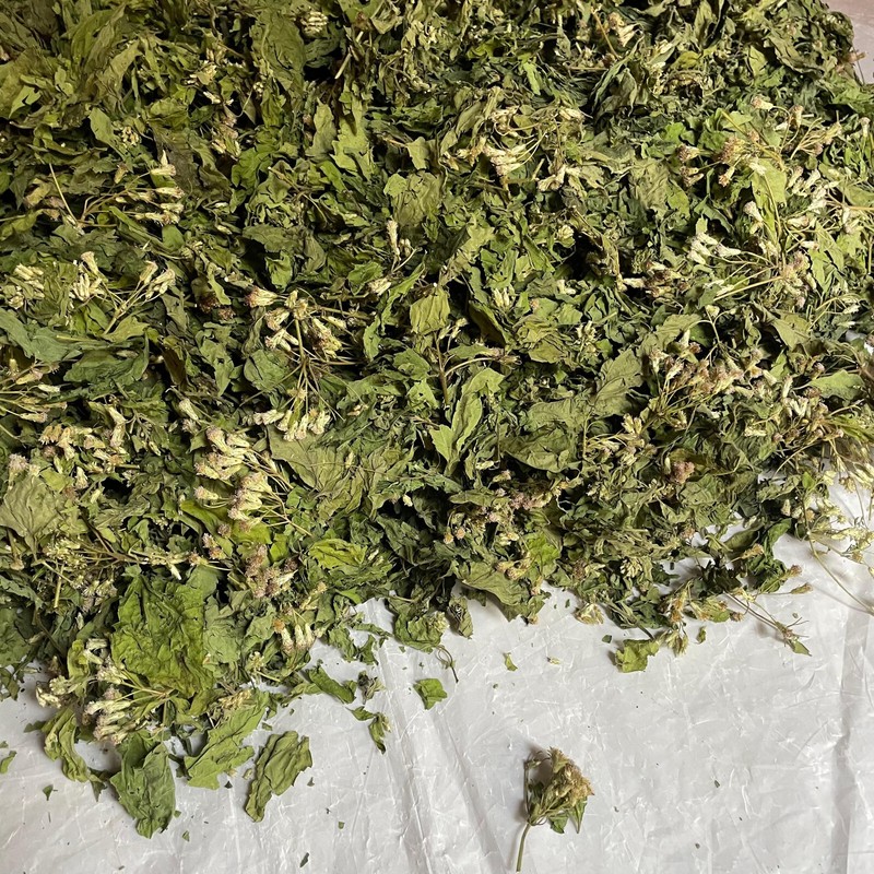 Ceylon Calea Zacatechichi Mexican Dream Herb 100% Organic Pure Herbal Tea gallery