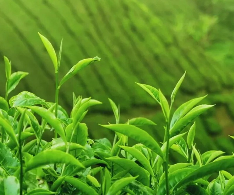 Golden Tips Loose White Tea KENYA Organic Premium Specialty Nandi EXP MAY 2028 gallery