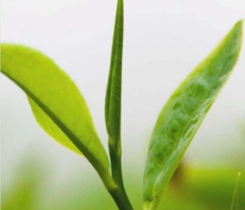 Golden Tips Loose White Tea KENYA Organic Premium Specialty Nandi EXP MAY 2028 gallery