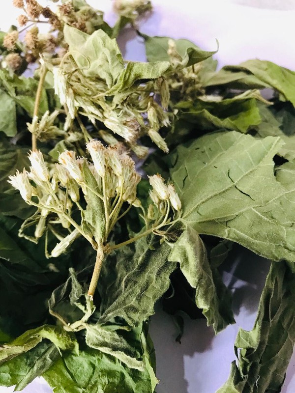 Ceylon Calea Zacatechichi Mexican Dream Herb 100% Organic Pure Herbal Tea gallery