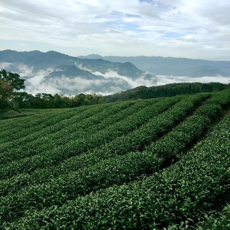 Sample Size Premium Taiwan Pinglin Pouchong Oolong Tea - Hand Harvested gallery