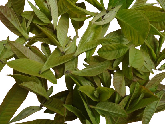 guava leaf tea bage 40g gallery