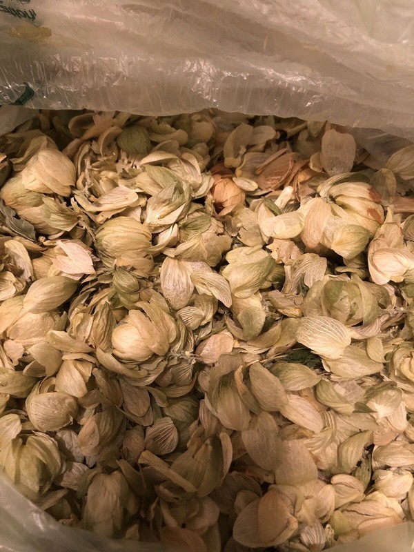 2 oz. Hops Flowers (Humulus lupulus) gallery