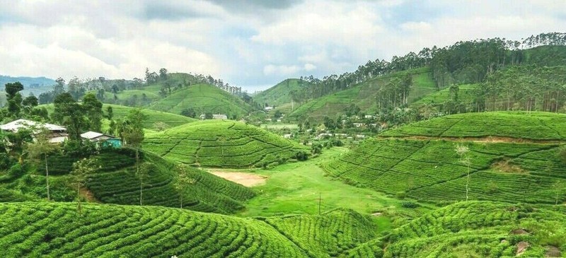 Black Tea Fresh Single Estate Ceylon Orange Pekoe OP - Loose Leaf Tea gallery