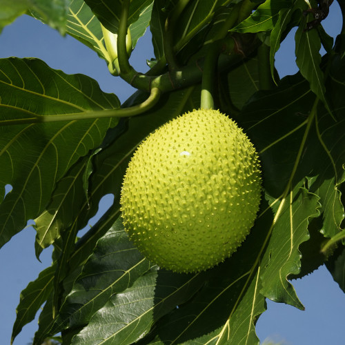 15+ Natural Quality Breadfruit Dried Leaves Artocarpus Ceylon Herbal Tea gallery