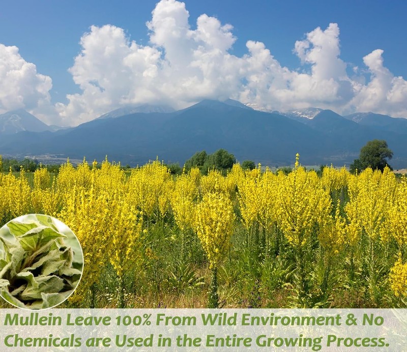 Caffeine Free Mullein Leaf Tea - 50 Tea Bags for Respiratory Wellness & Cleanse gallery