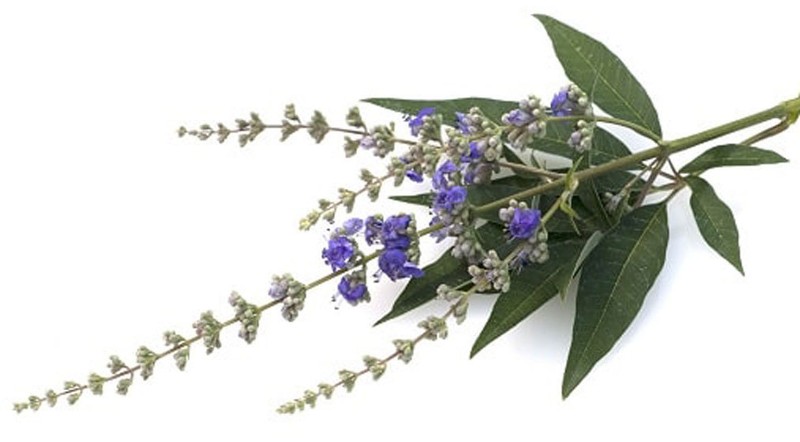 Chaste Tree Berries - Vitex angus castus Whole 100% from Nature, Wild Crafted gallery